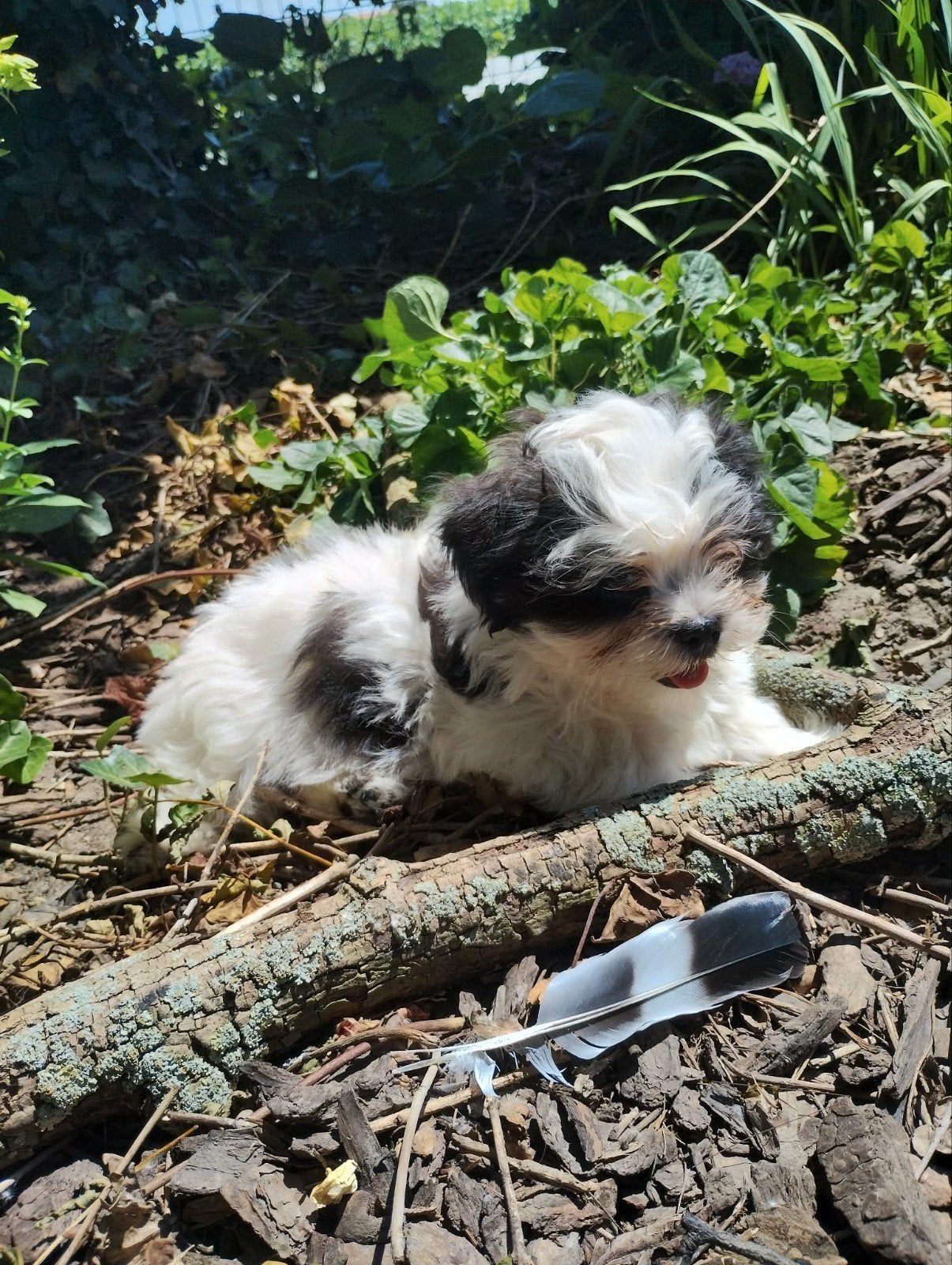 Chiots Malshi, Bichon maltais, Plusieurs, Hépatite contagieuse (maladie de Rubarth), Belgique