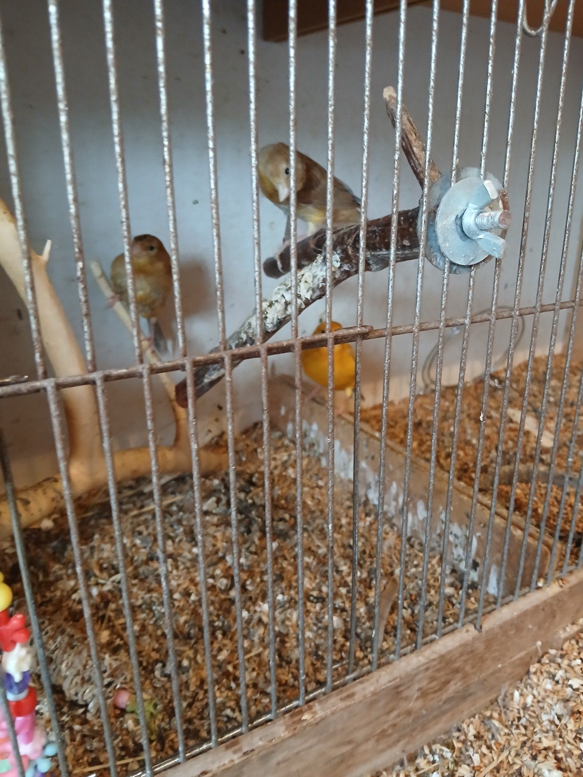 kanarie mannen, Dieren en Toebehoren