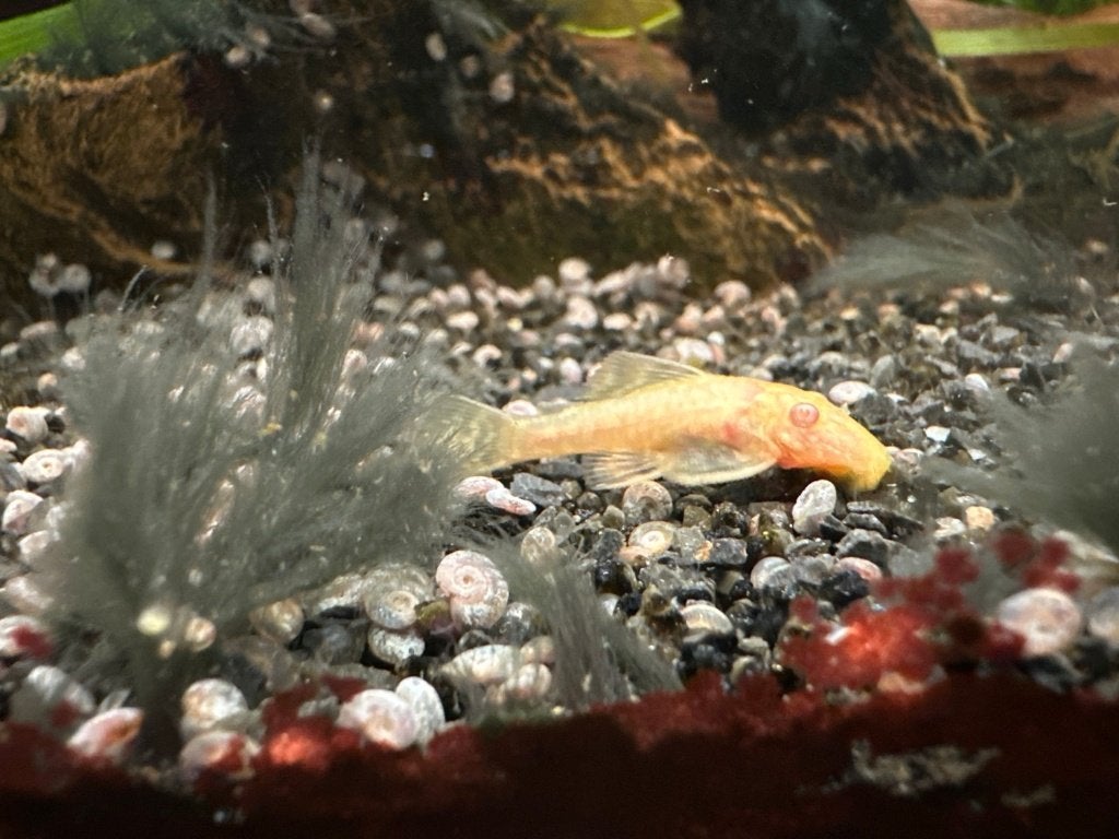 GRATIS - albino Ancistrussen (borstelneusmeervallen), Dieren en Toebehoren, Vis, Zoetwatervis