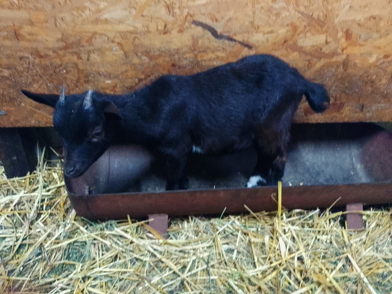 dwerggeit moeder en lammetje, Animaux & Accessoires, Femelle, Chèvre, 0 à 2 ans