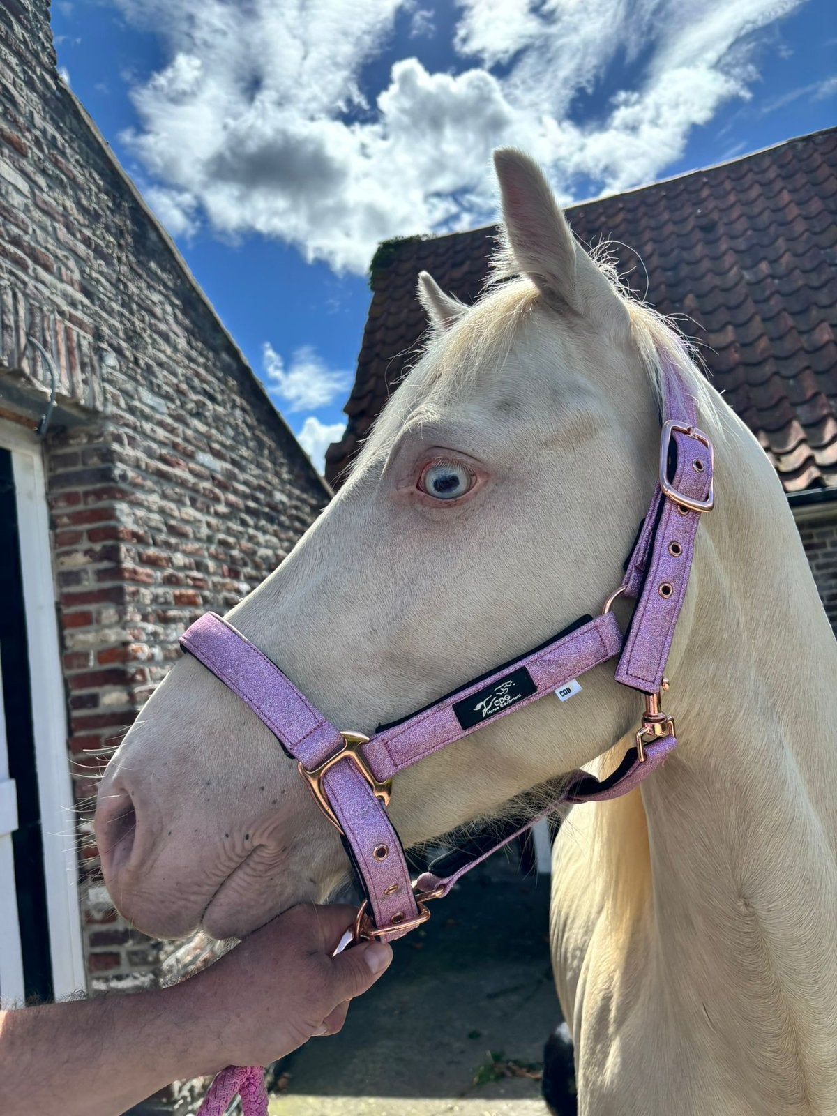 Mooi cremelo hengst, Dieren en Toebehoren, Pony's, Hengst