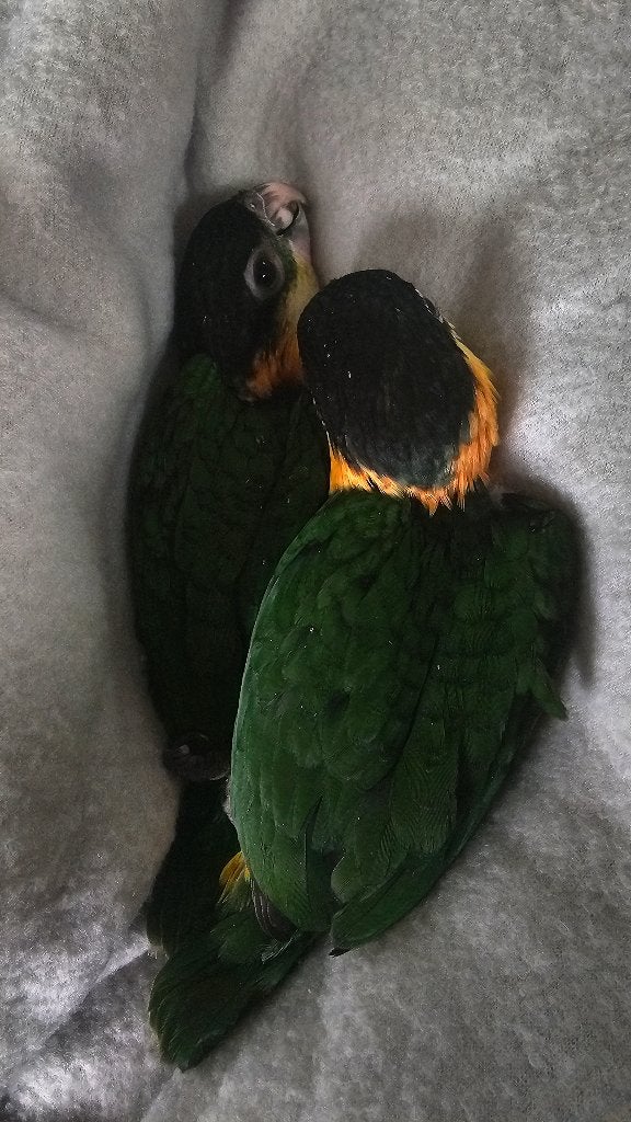 Schattige zwartkop caiques, Dieren en Toebehoren, Meerdere dieren, Papegaai, Tam