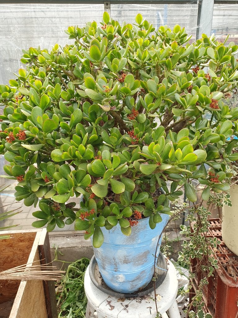 crassula, Huis en Inrichting, Kamerplanten, Ophalen, Vetplant, Halfschaduw, Minder dan 100 cm