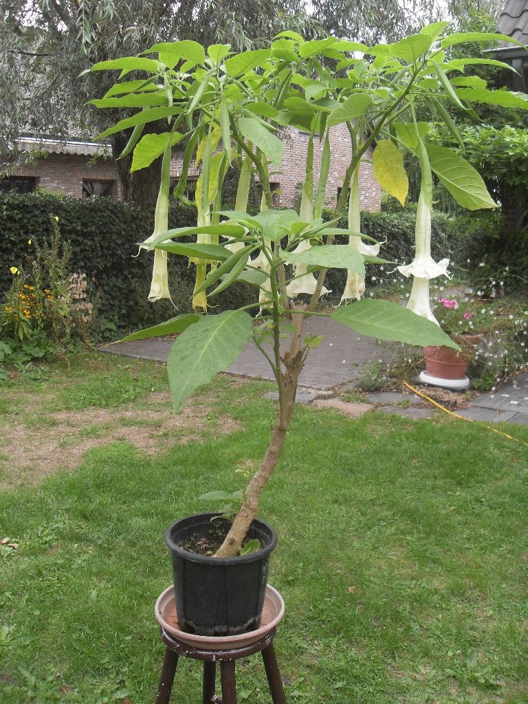 brugmansia wit, Ophalen, Zomer, Vaste plant, Overige soorten
