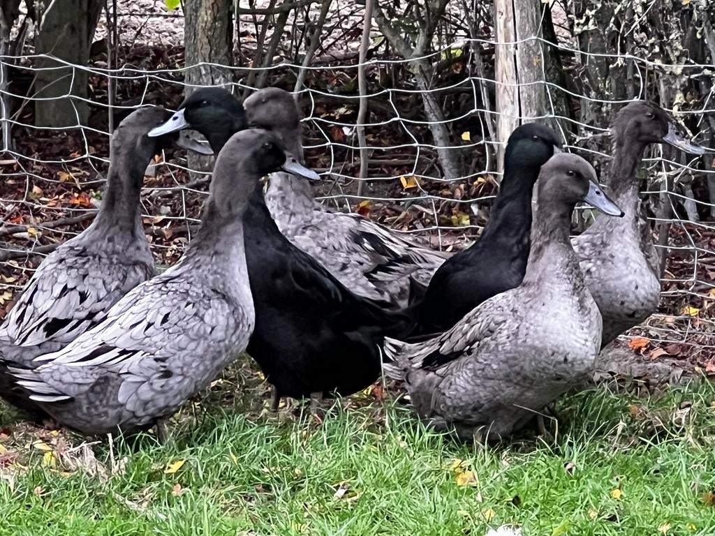 Eend van Vorst, Animaux & Accessoires, Volatiles, Plusieurs animaux, Canard