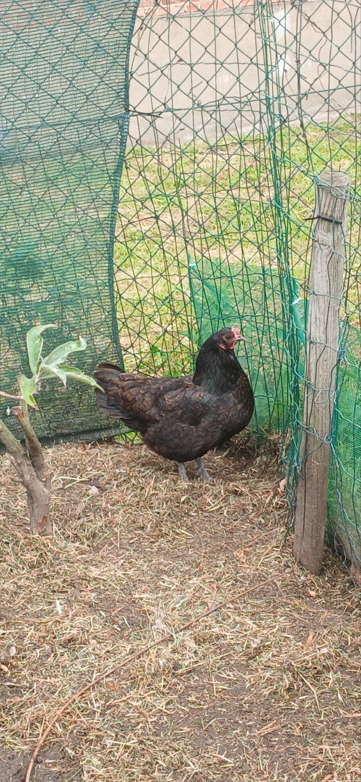 1 hen kip, Dieren en Toebehoren, Vrouwelijk, Kip