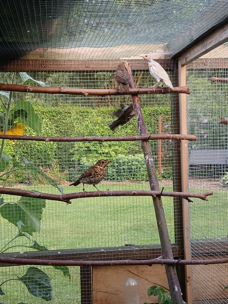 Zanglijsters, Dieren en Toebehoren, Mannelijk, Wildzangvogel, Geringd