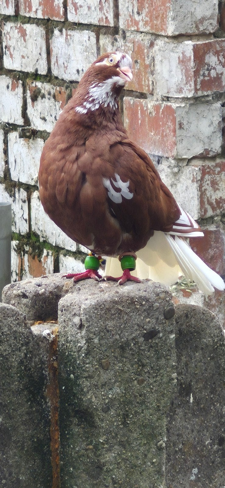 duiven te koop, Dieren en Toebehoren, Vogels | Duiven