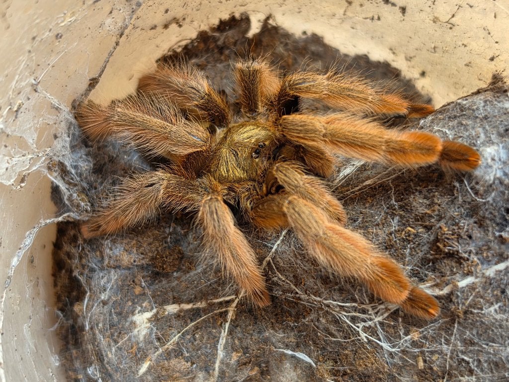Psalmopoeus pulcher, Dieren en Toebehoren
