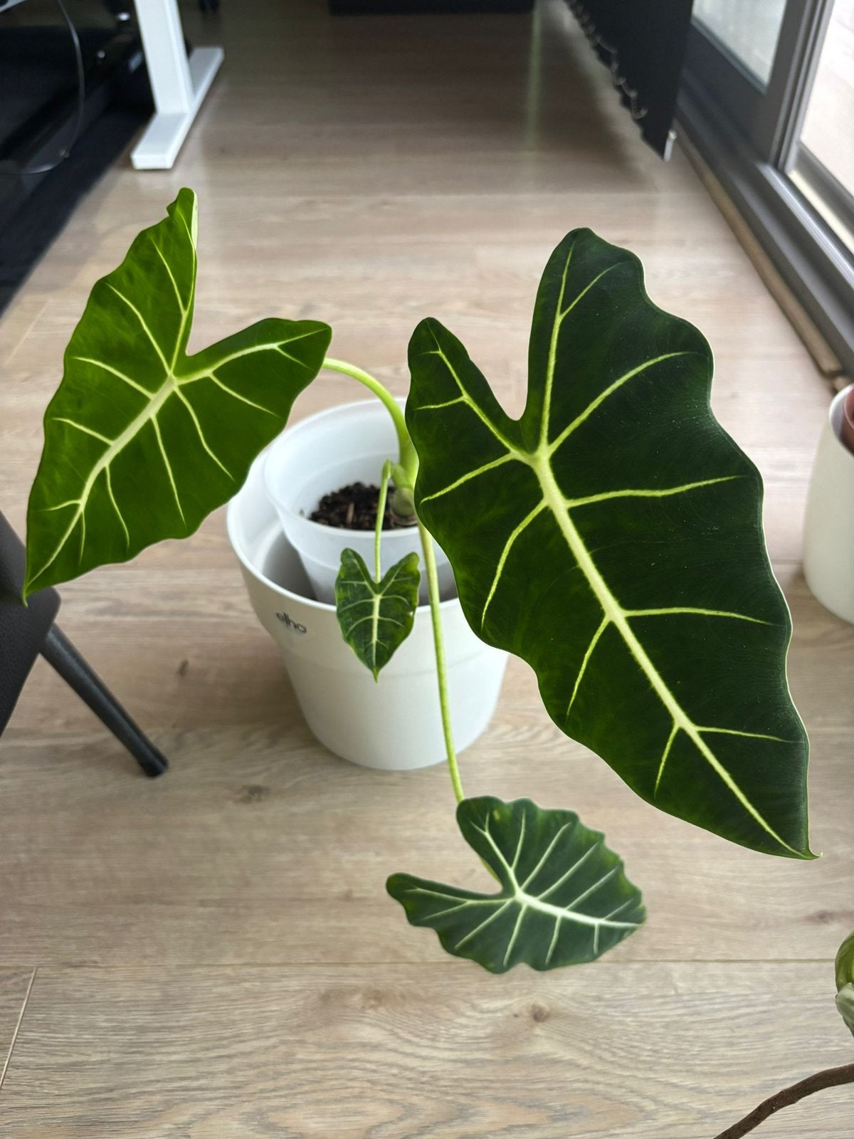Alocasia sp. - kamerplant, Enlèvement