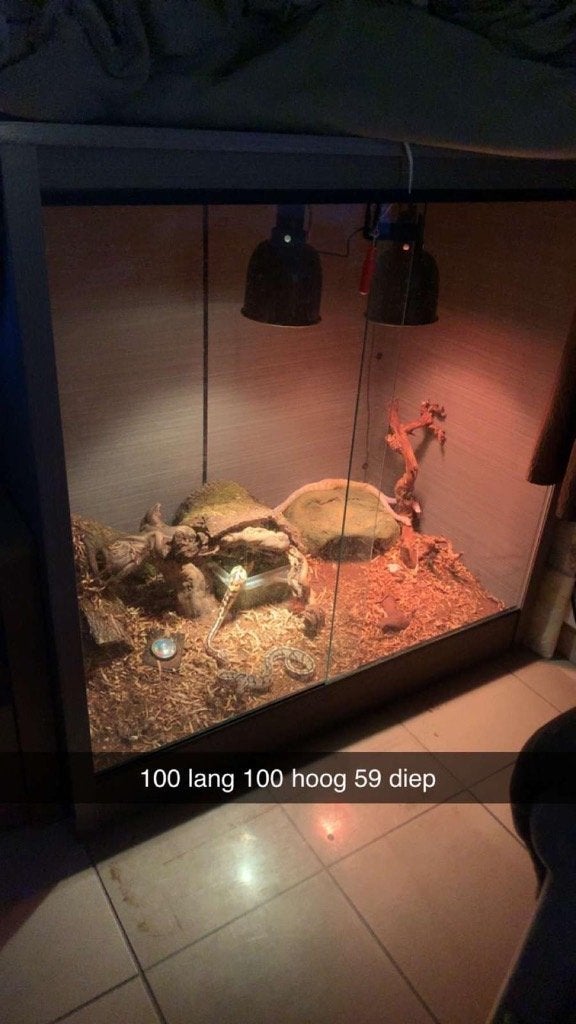 Koningspythons te koop Ball Python - unknown for sale from Morgan