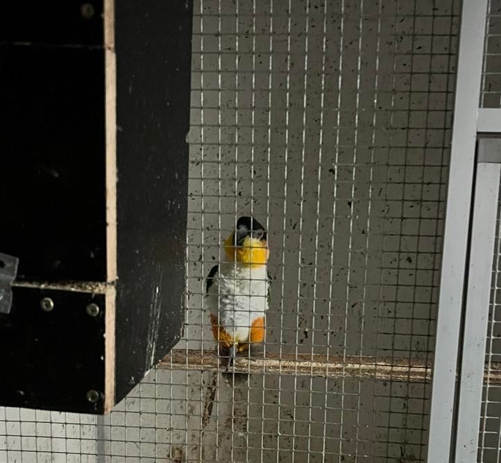 Bewezen koppel zwartkop caique te koop 2014.