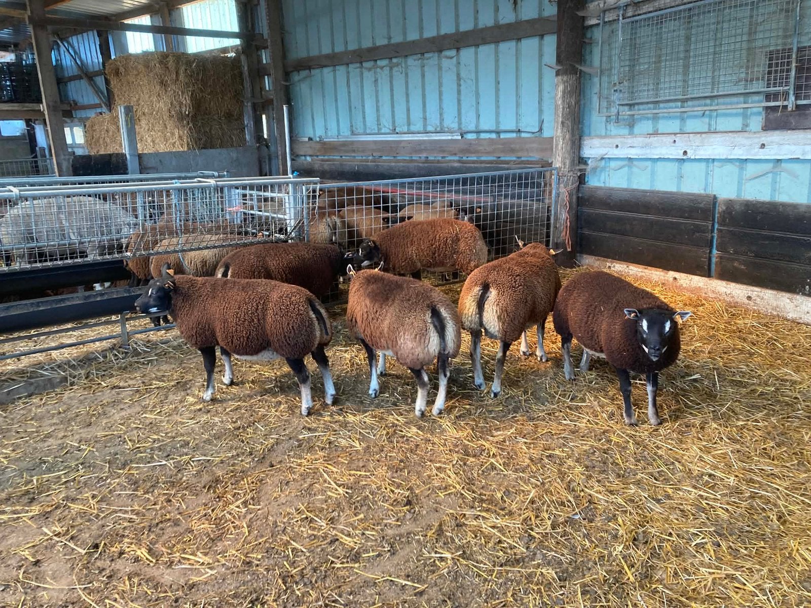 Dassenkop dekrammen te koop, Dieren en Toebehoren, Schapen, Geiten en Varkens