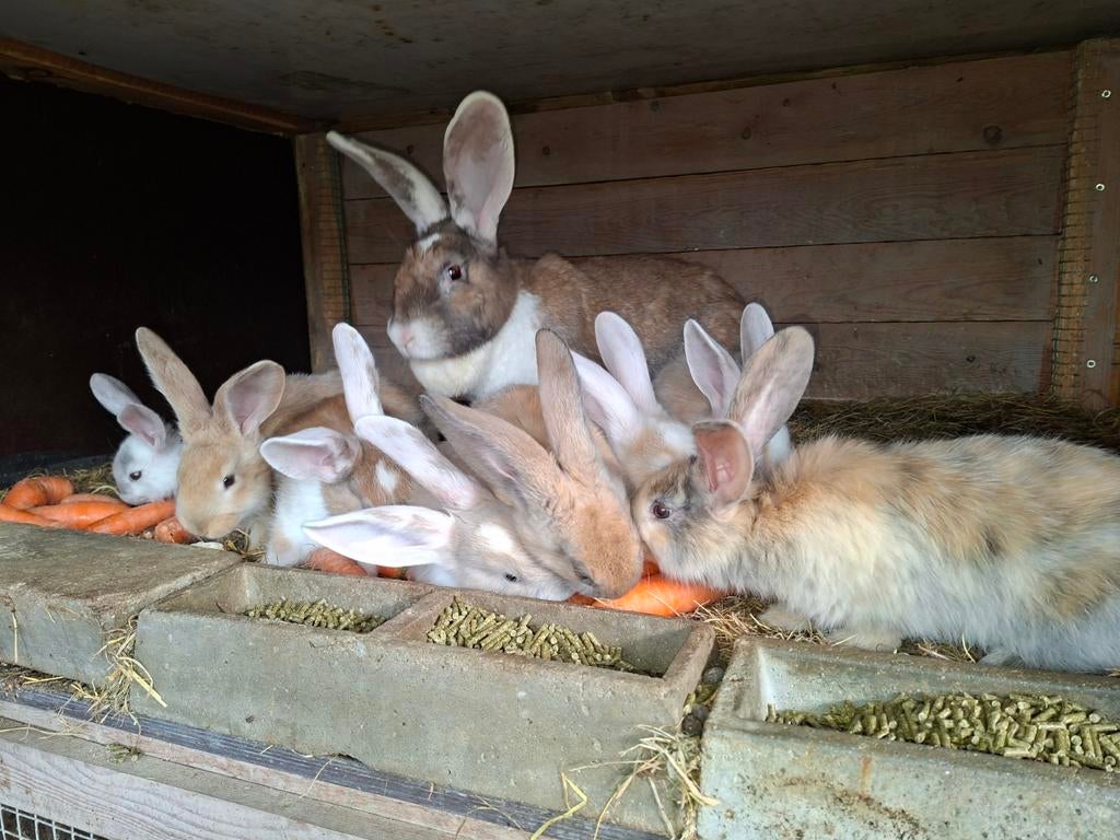 8  jonge duitse reuzen, Dieren en Toebehoren, Meerdere dieren
