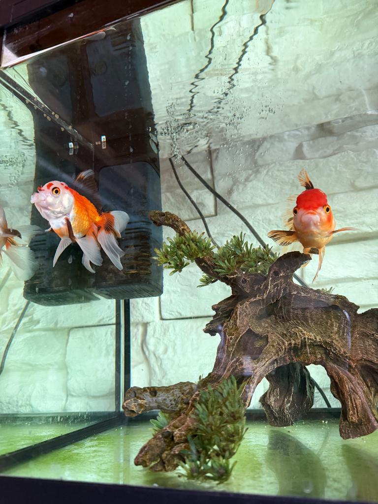 Vissen + aquarium, Dieren en Toebehoren, Vissen | Aquariumvissen, Vis, Zoetwatervis