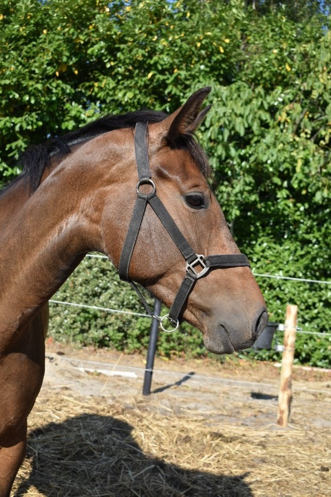 Jolie jument !, Animaux & Accessoires, Avec pedigree, 160 à 165 cm, Non dressé, Cheval de récréation