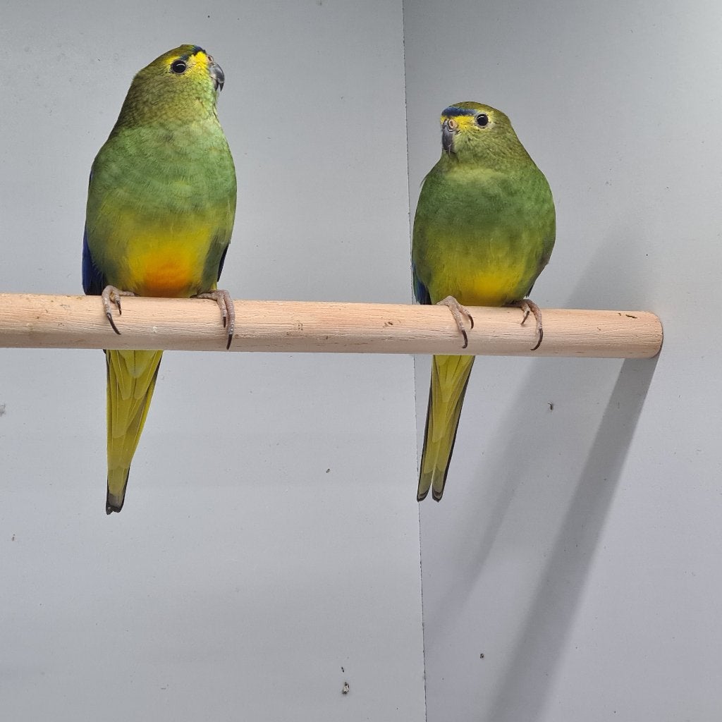 Perruches ailées bleues et élégantes, Plusieurs animaux, Perruche, Bagué