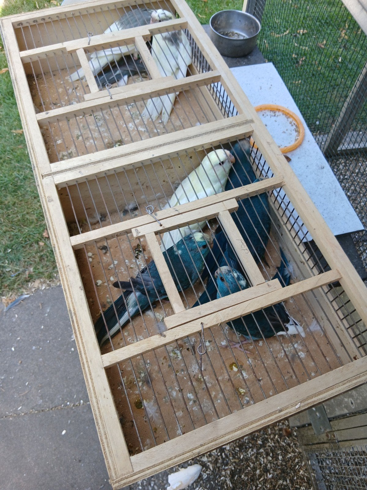 Kakarikis, Animaux & Accessoires