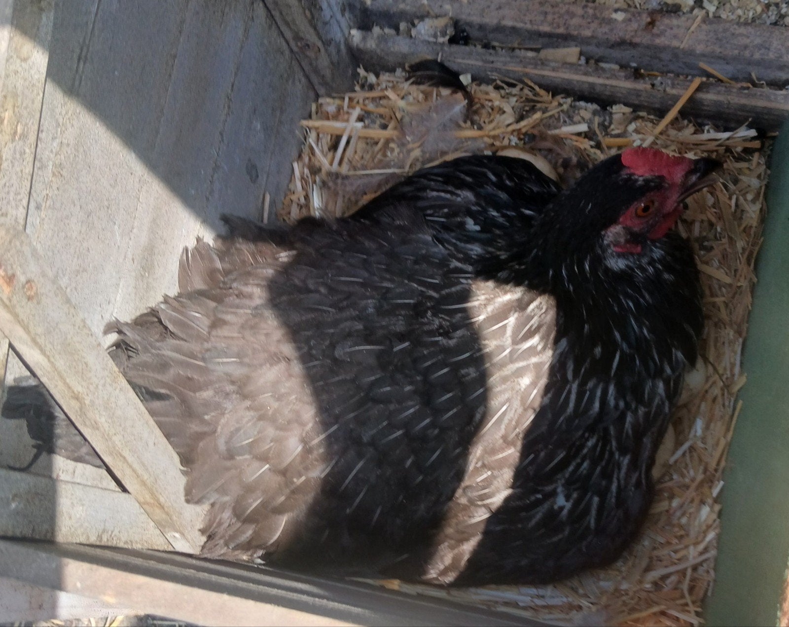 Broed kip te koop, Dieren en Toebehoren, Pluimvee, Kip