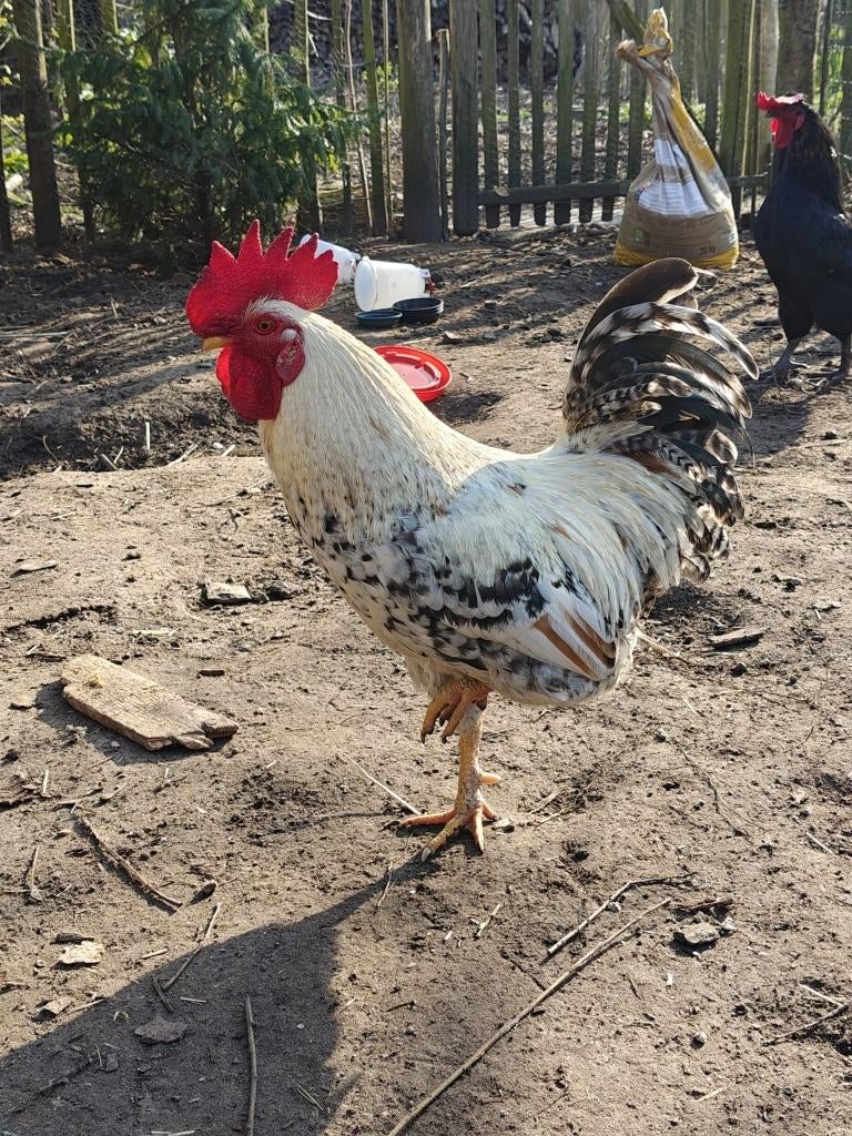 Jonge haan, Dieren en Toebehoren, Pluimvee, Mannelijk, Kip