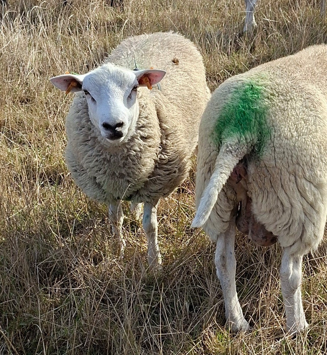 swifter dekram raszuiver, Dieren en Toebehoren, Mannelijk, Schaap, 0 tot 2 jaar