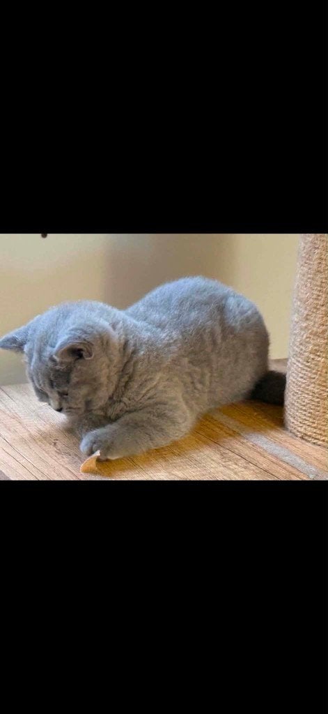Prachtige Britse Korthaar Kittens Beschikbaar, Plusieurs animaux, Vermifugé, 0 à 2 ans