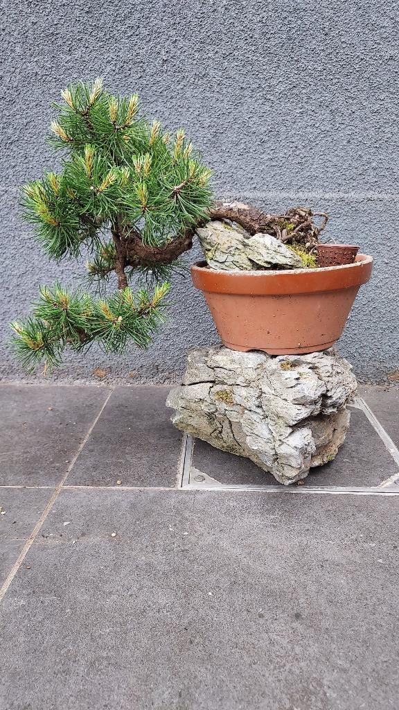 Mugo den bonsai, Tuin en Terras, Planten | Bomen, Ophalen of Verzenden, In pot, Volle zon
