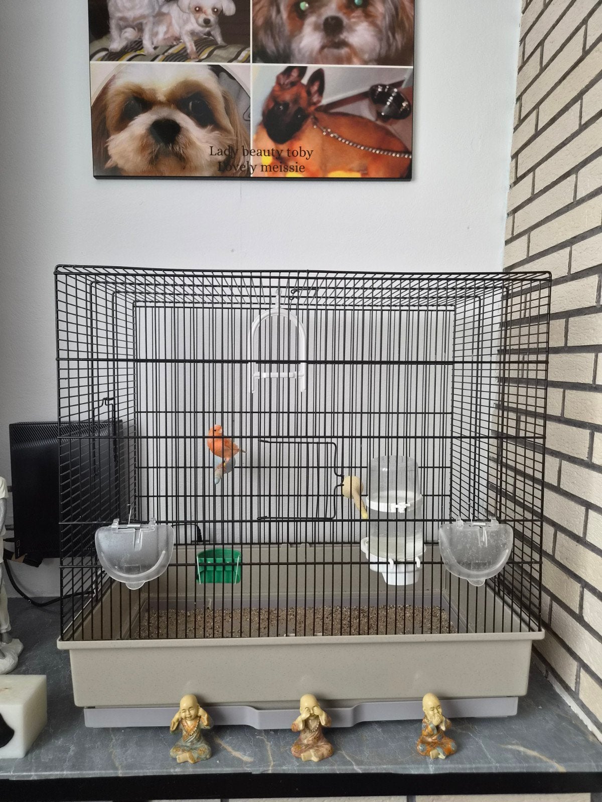 même une toute nouvelle cage à oiseaux, Animaux & Accessoires, Canari de couleur
