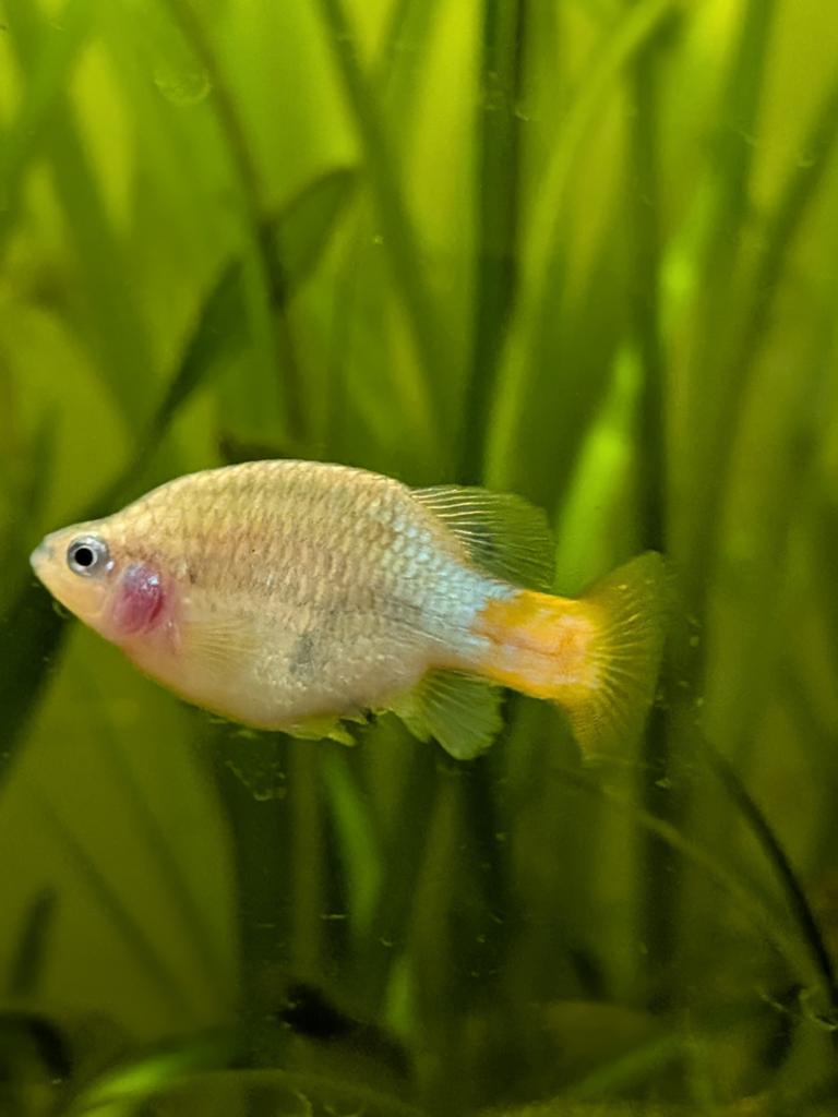 Xenotoca L. kweek 12st, Dieren en Toebehoren, Vissen | Aquariumvissen, Zoetwatervis, Vis, Schoolvis