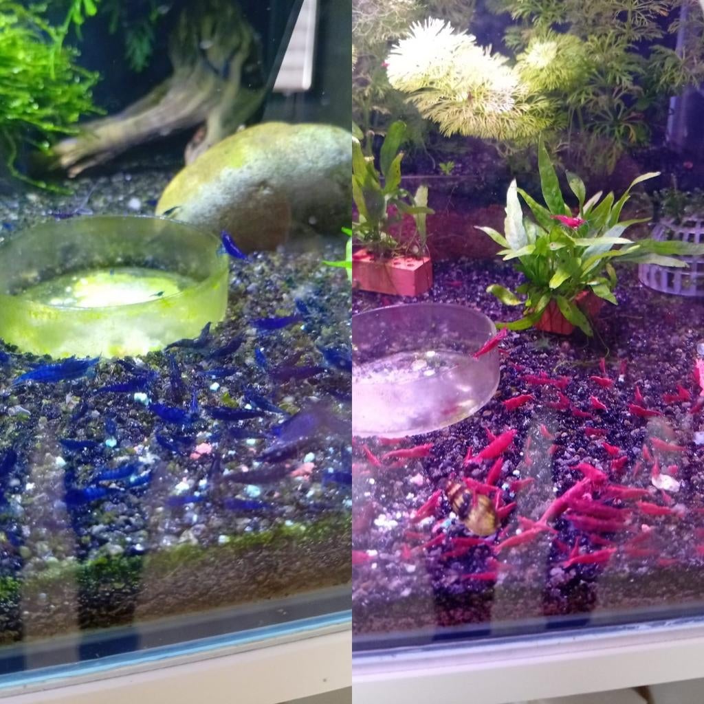 Rode en blauwe garnalen tekoop, Dieren en Toebehoren, Vissen | Aquariumvissen, Zoetwatervis, Kreeft, Krab of Garnaal