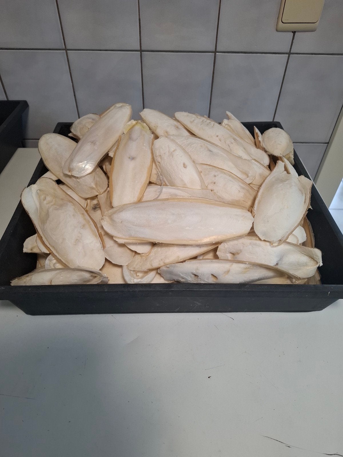 Middelkerke sepia schelpen €5 per 500 gram (ong. 20stuks)