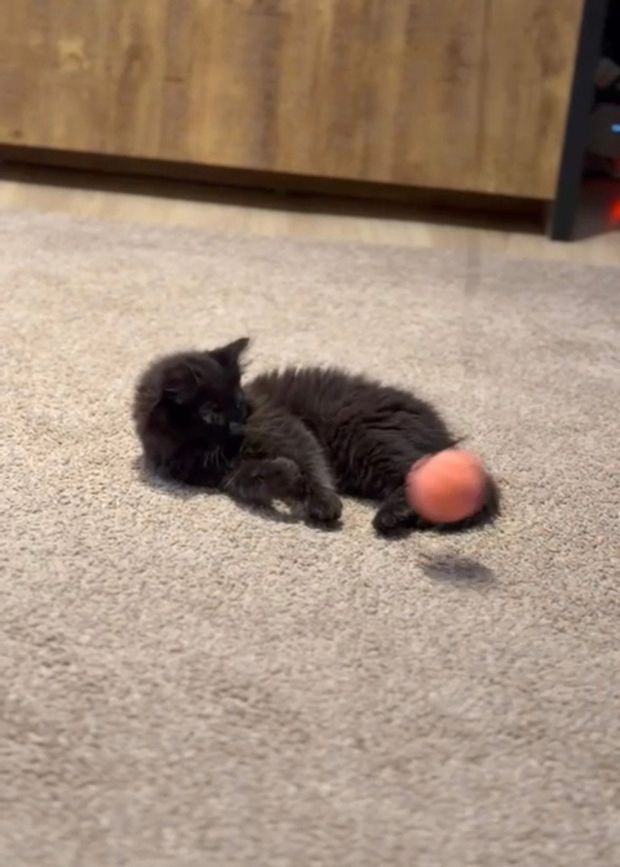 Maine coon x Britse langhaar, Kater