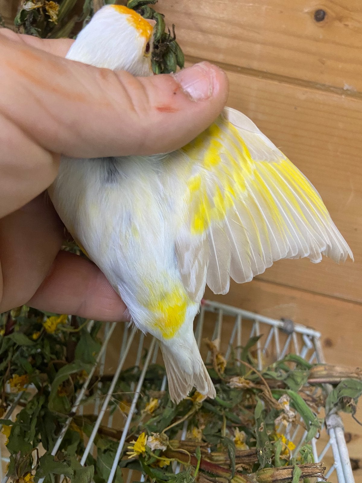 Mooie kruisingen groote distelvink x kanarie man, Dieren en Toebehoren, Mannelijk, Wildzangvogel