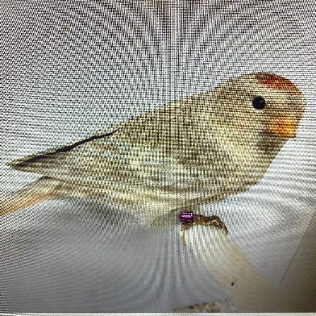 zoek een bonte barmsijz koppel met dna, Dieren en Toebehoren, Vogels | Overige Vogels, Meerdere dieren, Wildzangvogel, Geringd