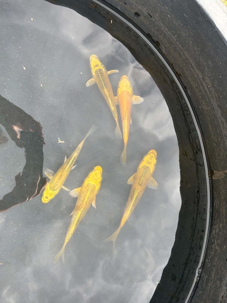5x Yamabuki – Eigen Kweek, Karper of Koi