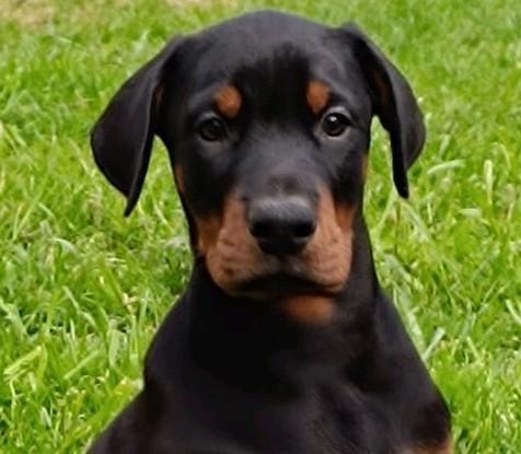 Chiot Doberman, Animaux & Accessoires, Chiens | Bouledogues, Pinschers & Molossoïdes, Hépatite contagieuse (maladie de Rubarth)