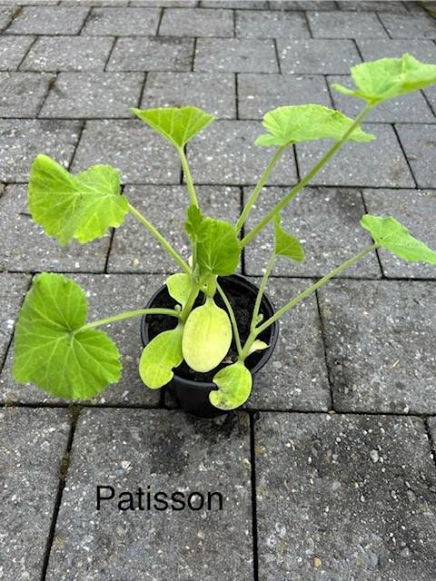 Tuinplanten, Tuin en Terras, Planten | Tuinplanten, Ophalen, Groenteplanten