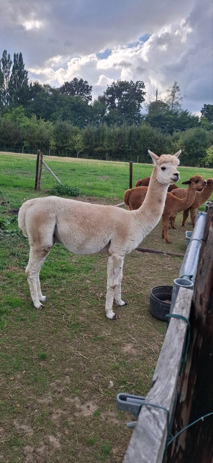 alpaca dekhengst, Dieren en Toebehoren, Mei, Mannelijk