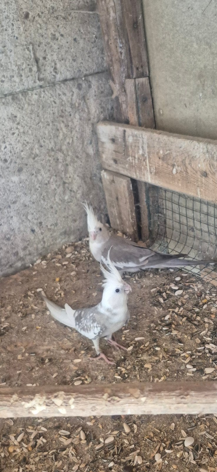 beau couple d'éleveurs de calopsittes