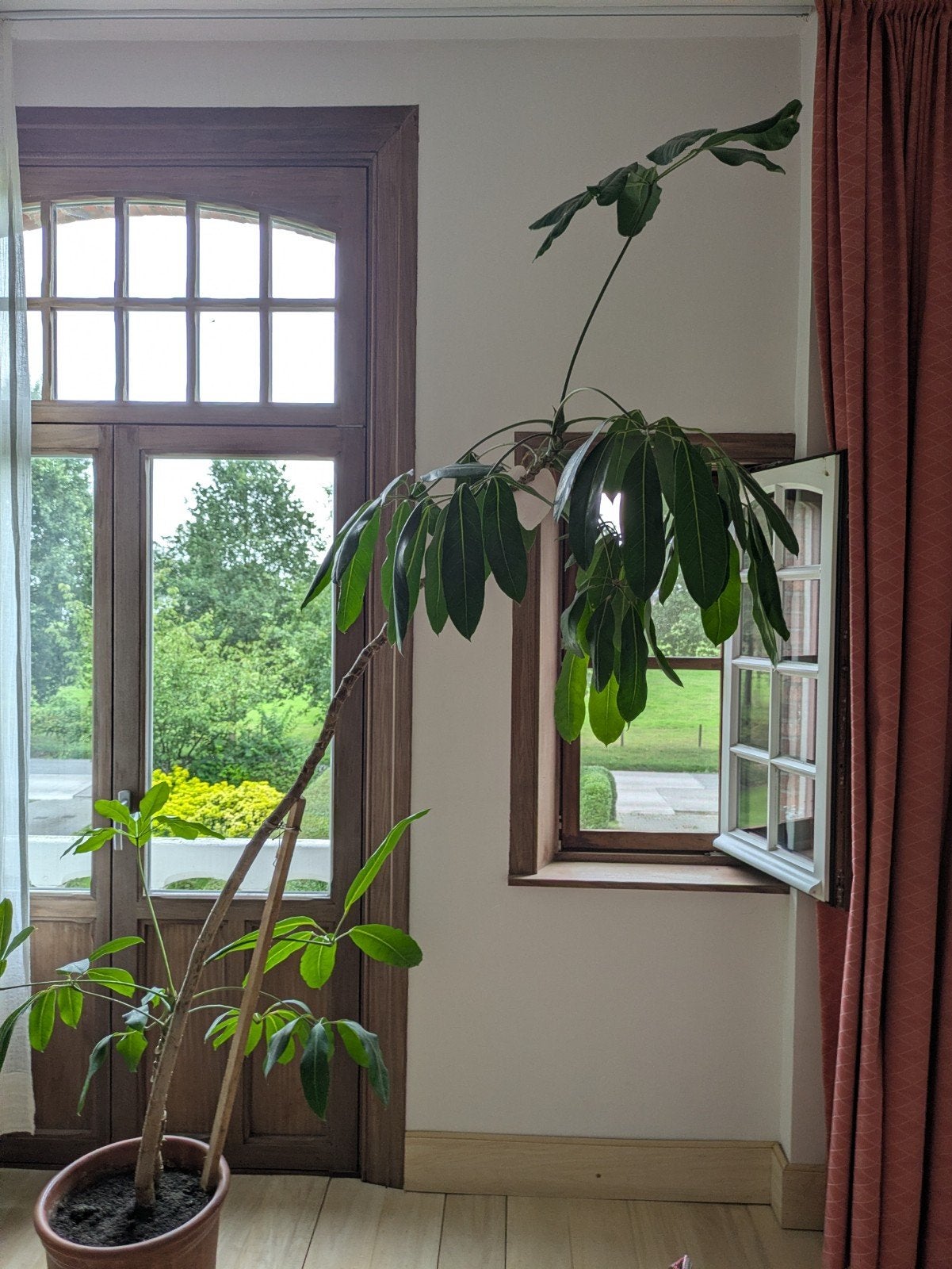 kamerplant te koop, Ophalen, 200 cm of meer, Halfschaduw, In pot