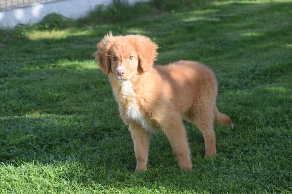 Nova Scotia duck tolling retriever pup, België, 15 weken tot 1 jaar, CDV (hondenziekte), Meerdere