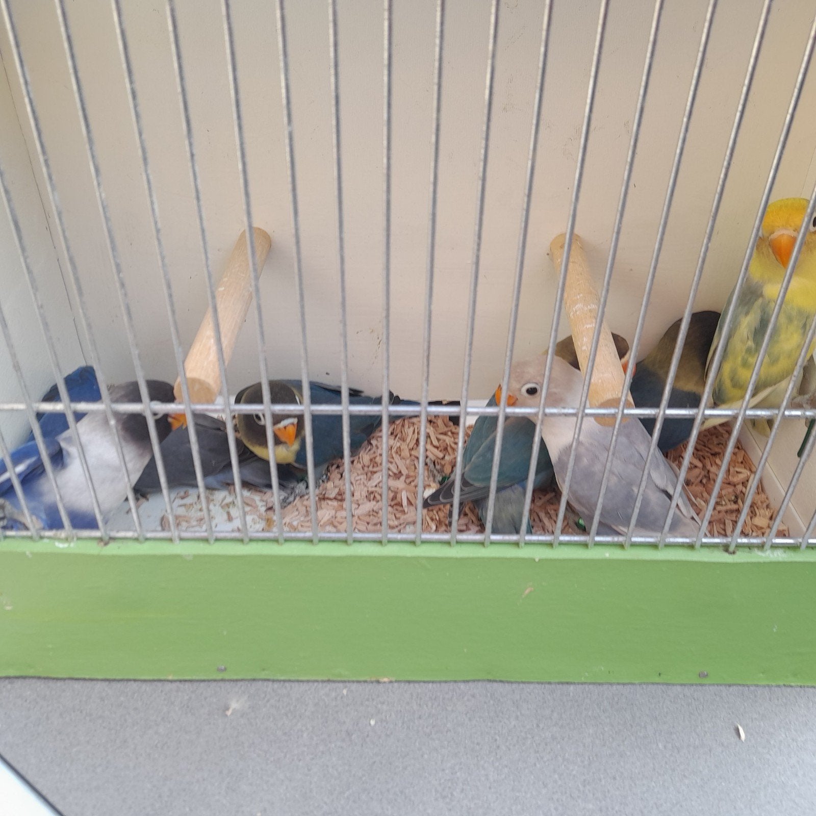 vogels, Dieren en Toebehoren