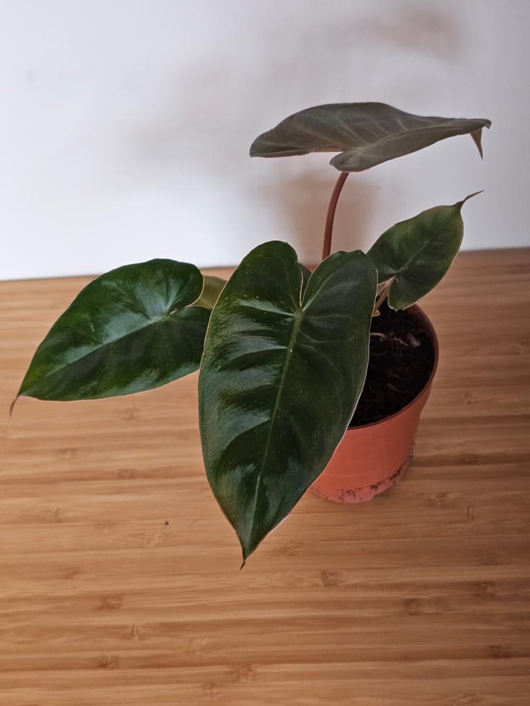 Philodendron Billicosum, Ophalen