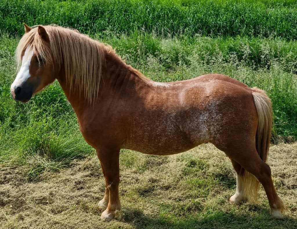 Beaux, bons et futurs BixiePonies gallois A (pour enfants), Animaux & Accessoires, Poneys, Avec pedigree, Poney B (1.17 m à 1.27 m)