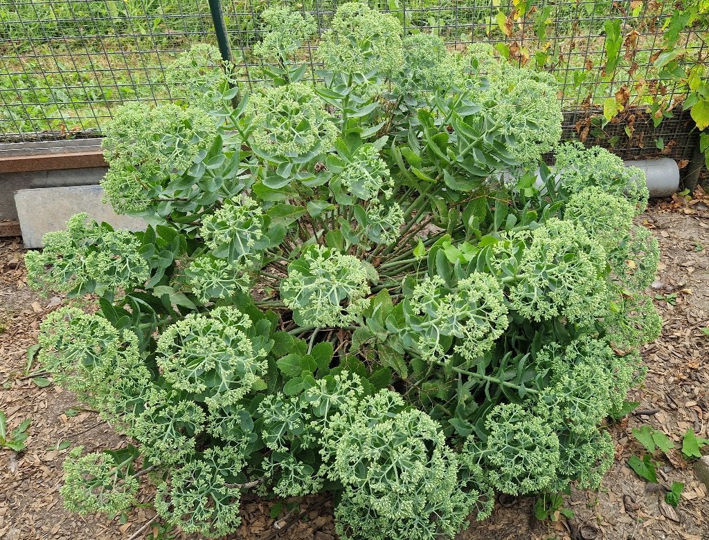 grote sedum plant, Jardin & Terrasse, Plantes | Jardin, Autres espèces, Plein soleil, Été, Enlèvement