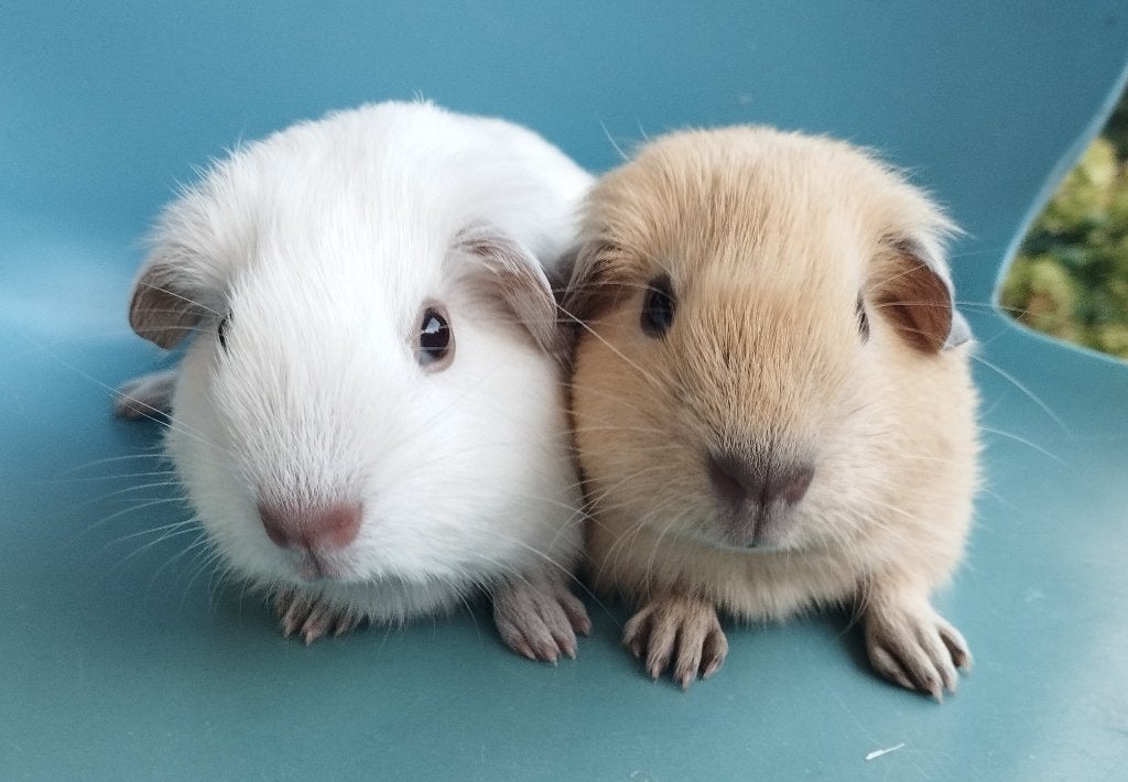 2 jonge California cavia's, Dieren en Toebehoren, September, Mannelijk, Cavia