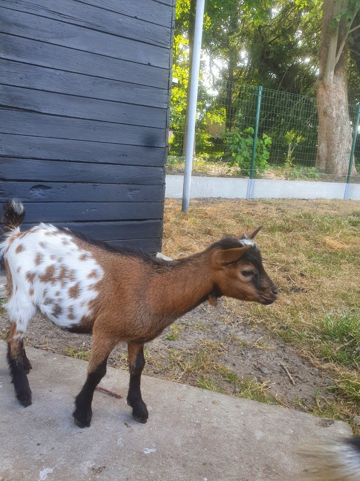 Dwerggeitjes, Animaux & Accessoires, Moutons, Chèvres & Cochons