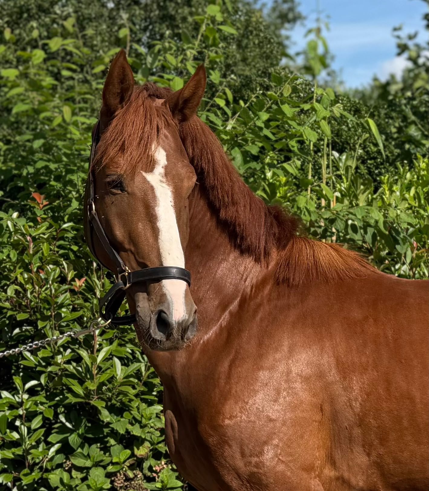Knappe 3,5 jarige hengst, Dieren en Toebehoren, Met stamboom, Dressuurpaard, Hengst, 3 tot 6 jaar