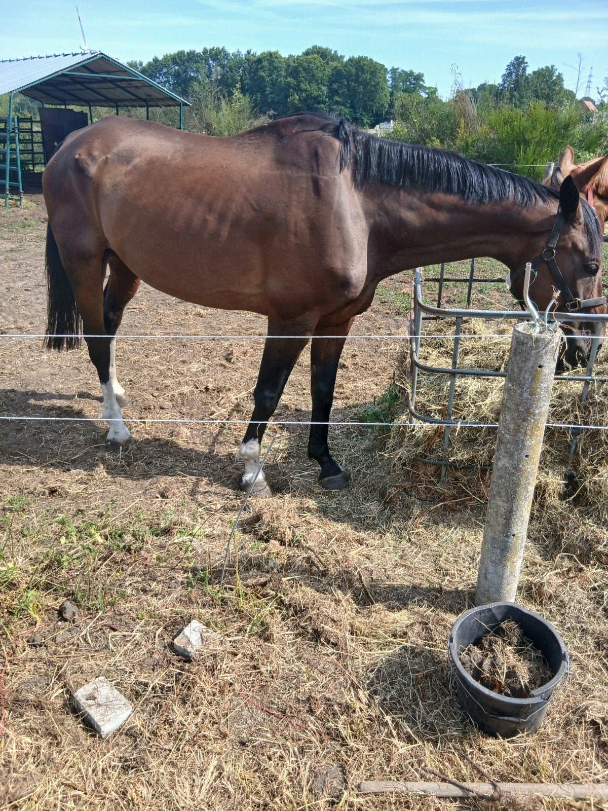 Recreatie paard, Ruin