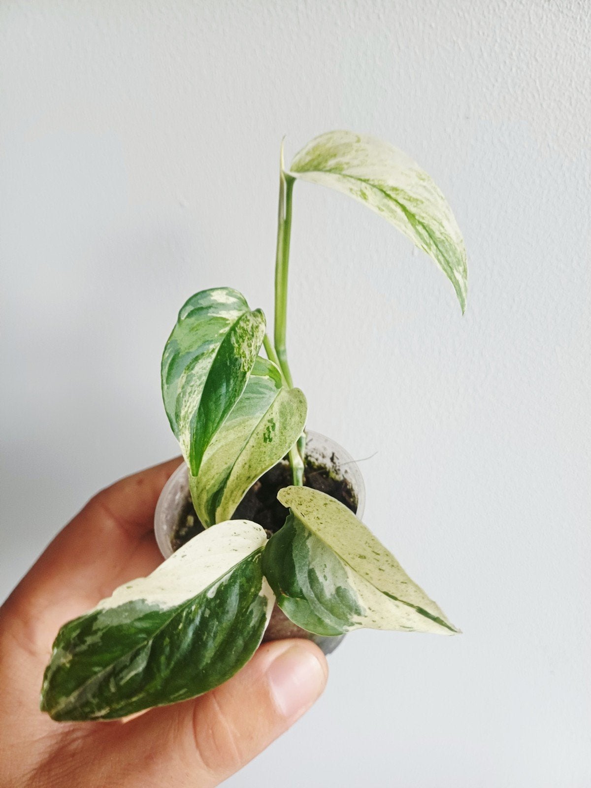 Monstera Laniata Albo variegata, Autres espèces, En pot, Enlèvement ou Envoi, Moins de 100 cm